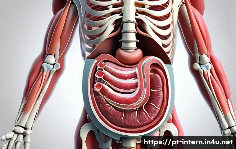 소화불량으로 인한 체중 감소 - A detailed medical illustration of the human digestive system highlighting the stomach and intestine...